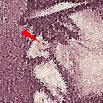 TD 1 ZP 81 f 