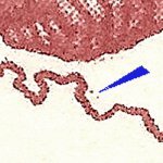 TD B ZP 36 d 
