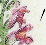TD 1 ZP 49 a 