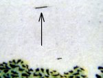 TD 2 ZP 5 a 