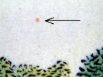 TD 2 ZP 11 a 