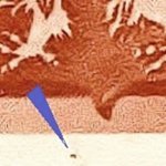 TD 1 ZP 194 c 